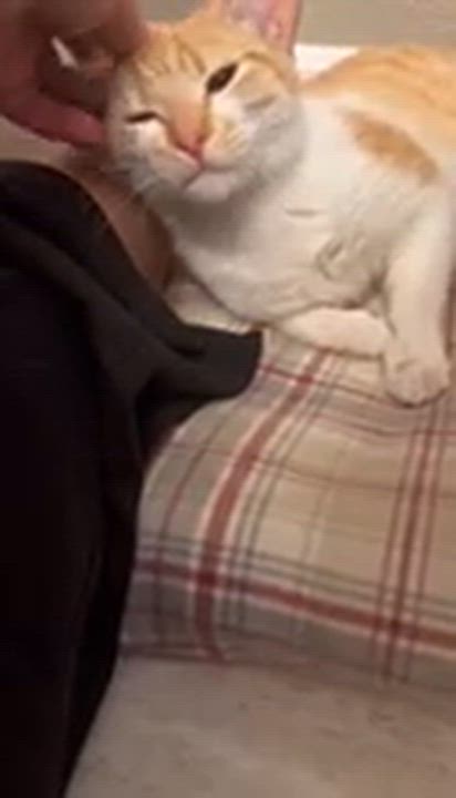 Enlarge Sunshine, a ADOPTABLE Domestic Short Hair in Elk Grove, CA video 5/6