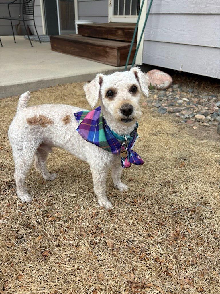 Ramen, Adopted, Adult Male Bichon Frise & Poodle.