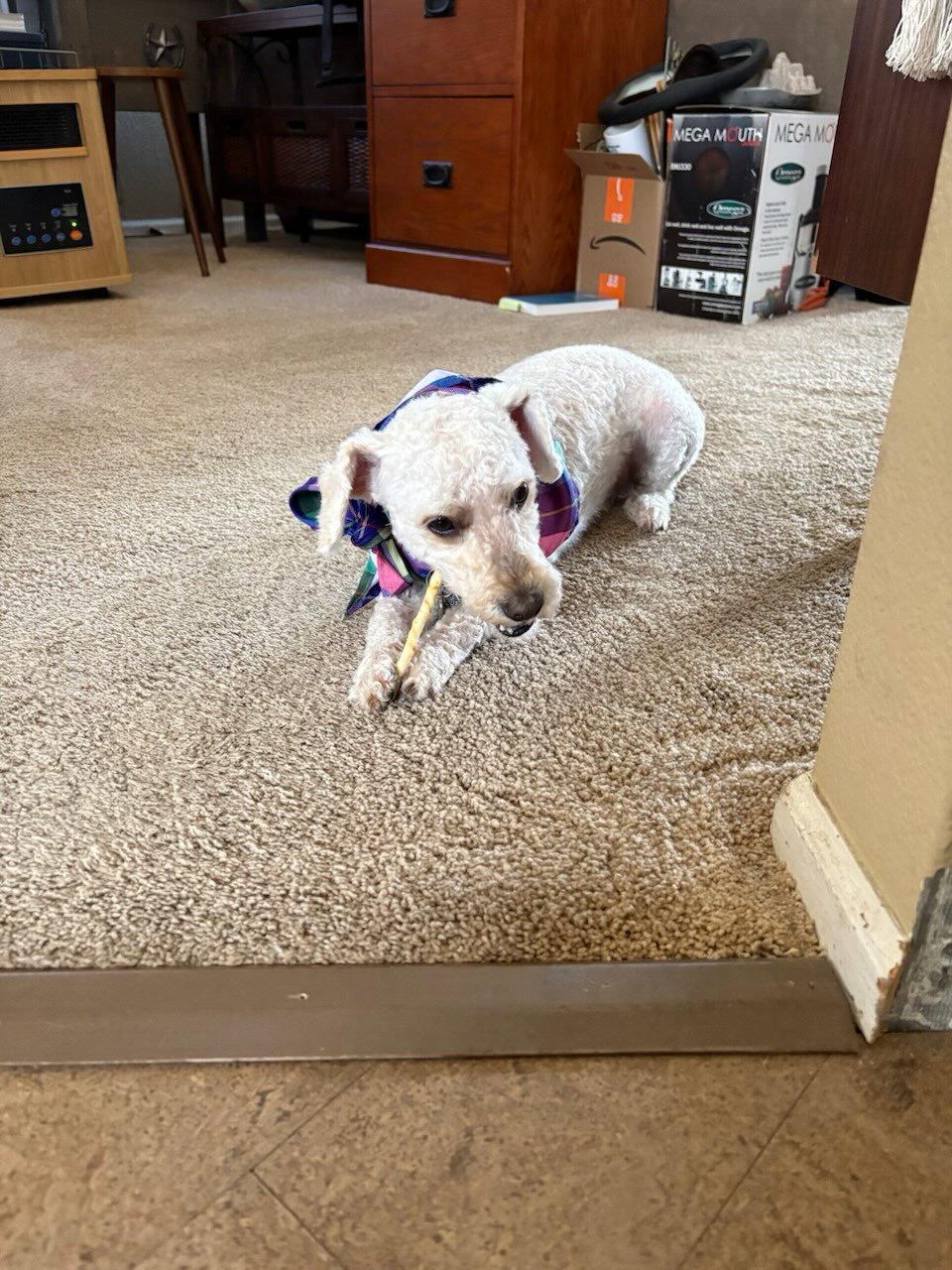 Enlarge Ramen, a Adopted mixed breed in Fort Collins, CO image 2/3