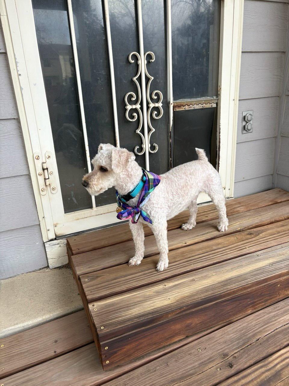 Enlarge Ramen, a Adopted mixed breed in Fort Collins, CO image 3/3