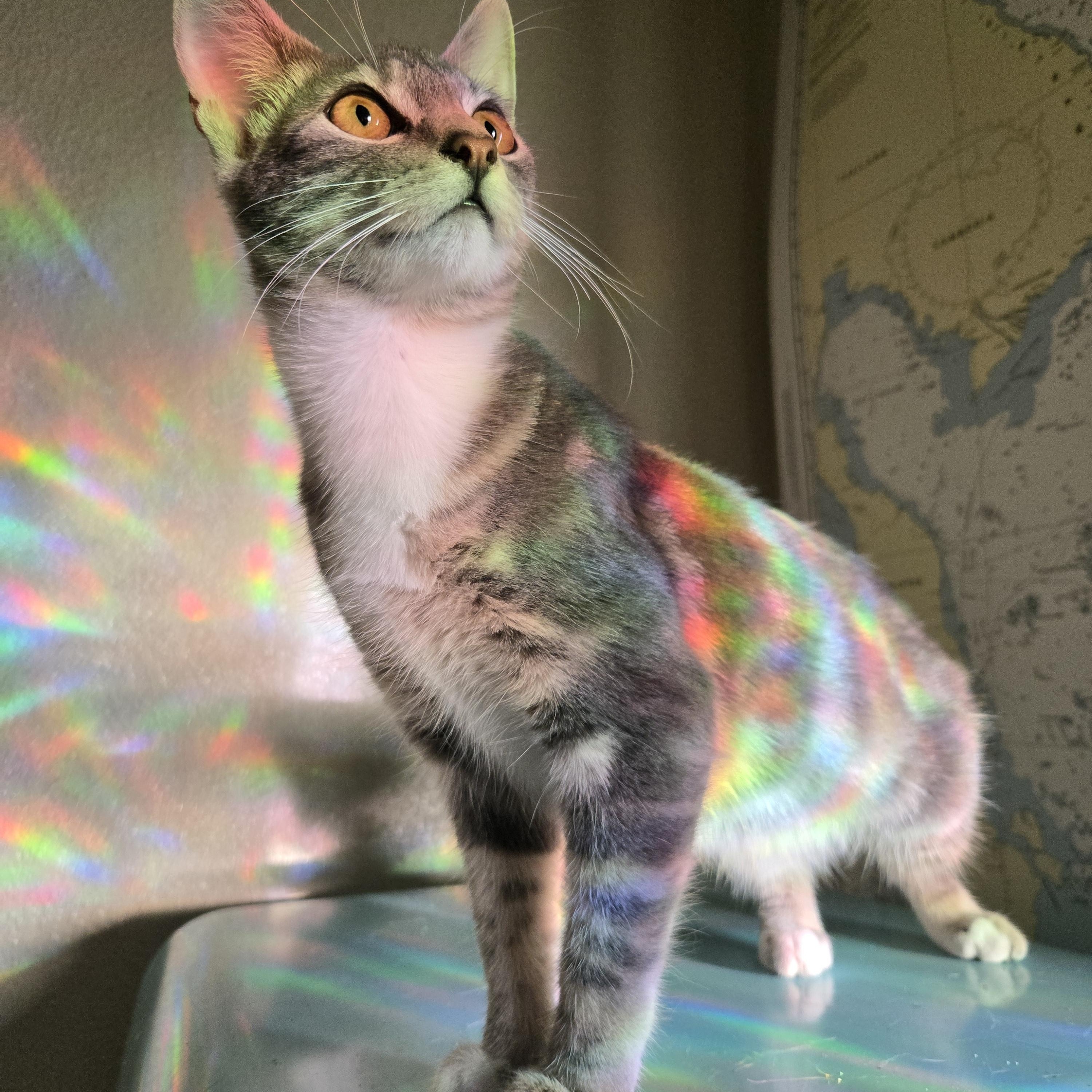 Cat Steven, Adoptable, Young Female Tabby.