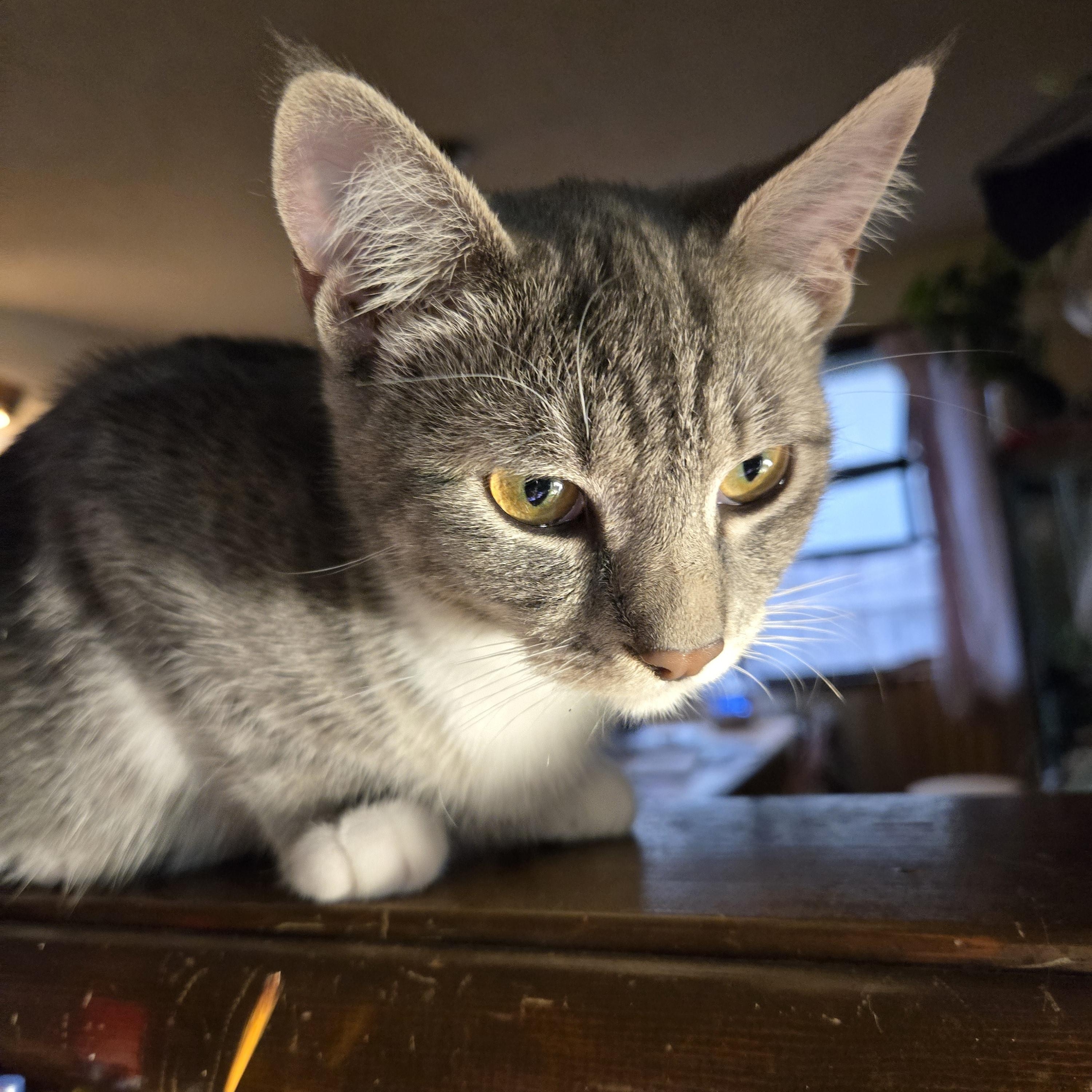 Cat Steven, a Adoptable Tabby in Eugene, OR image 2/4