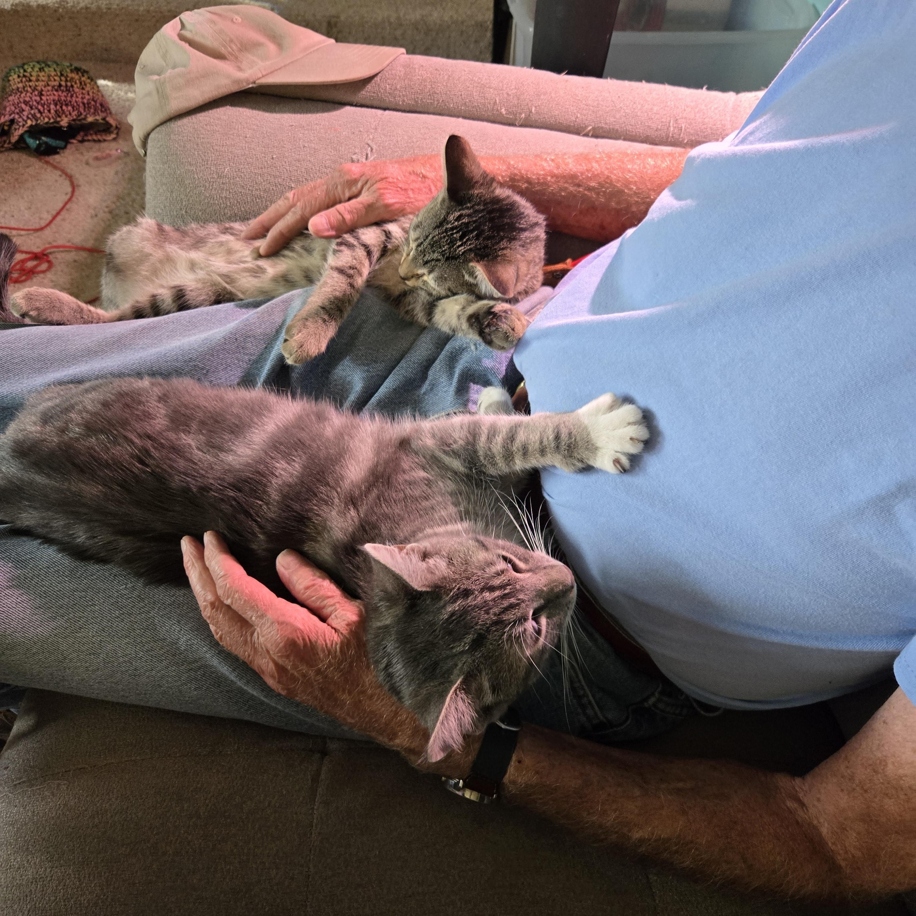 Cat Steven, a Adoptable Tabby in Eugene, OR image 3/4