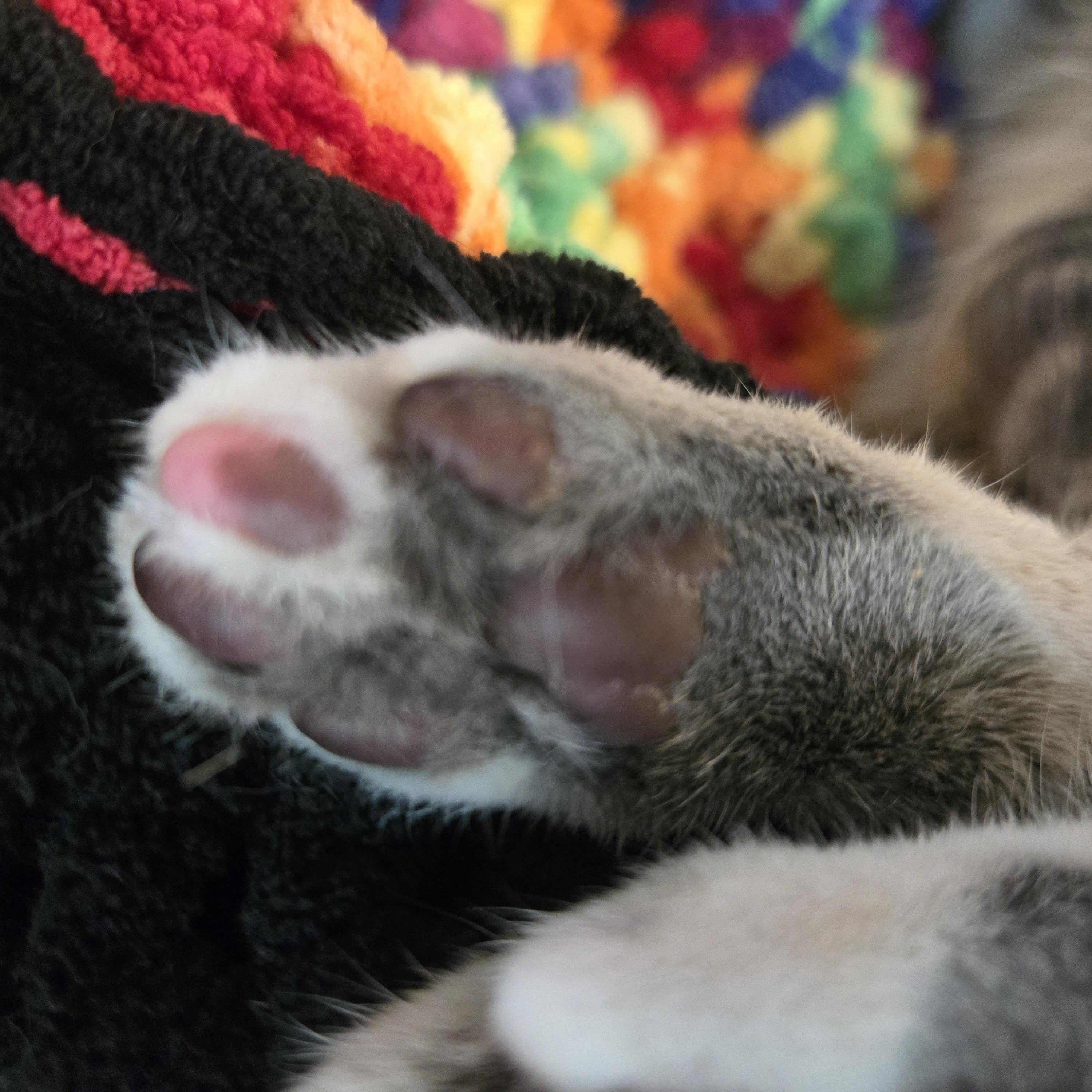 Cat Steven, a Adoptable Tabby in Eugene, OR image 4/4