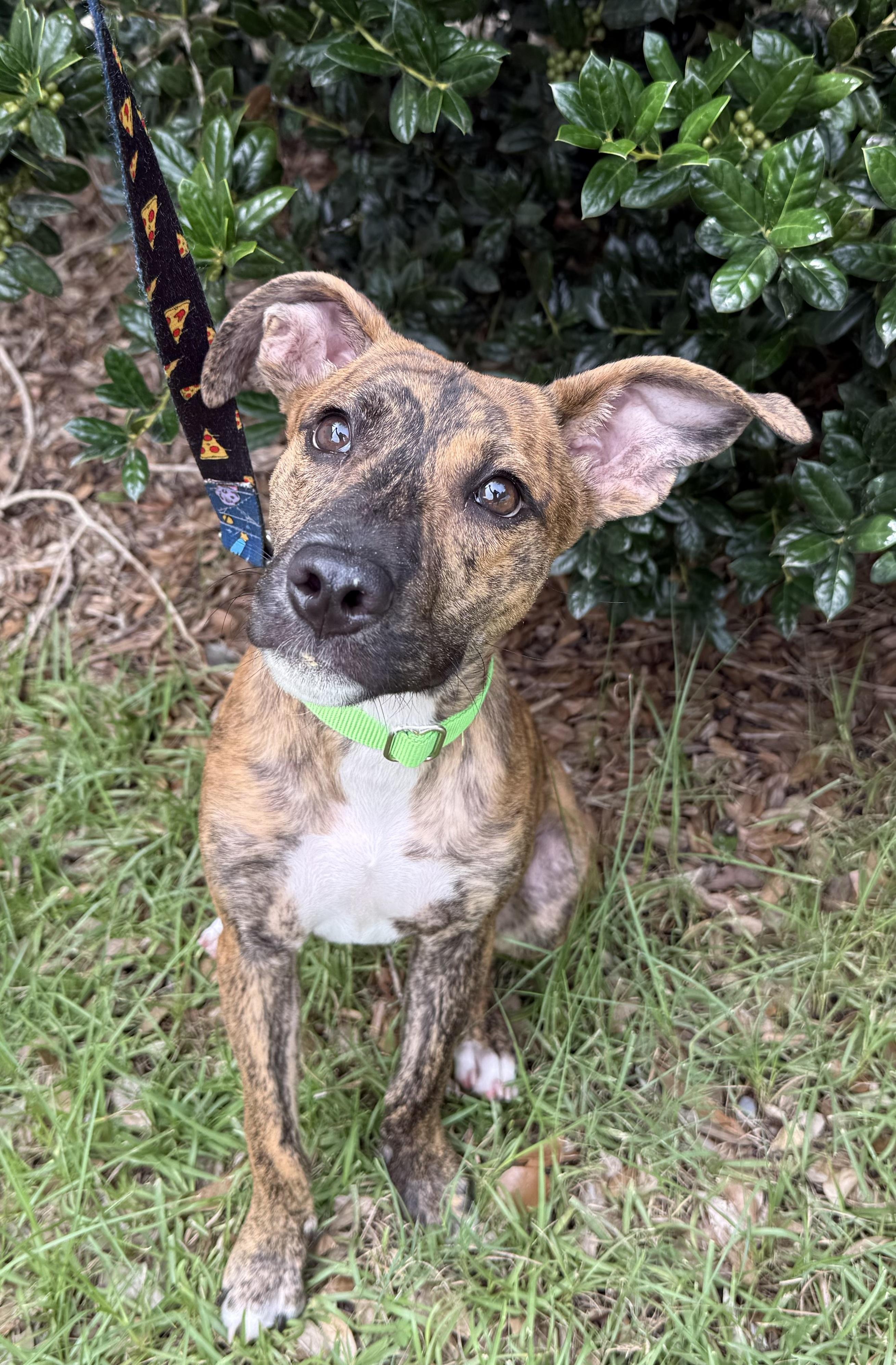 Enlarge Gia, an adopted mixed breed in Pawleys Island, SC image 1/1