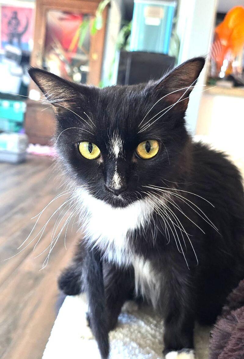 Enlarge Jazz, a Adoptable mixed breed in Anthem, AZ image 1/6