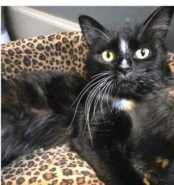 Enlarge Jazz, a Adoptable mixed breed in Anthem, AZ image 2/6