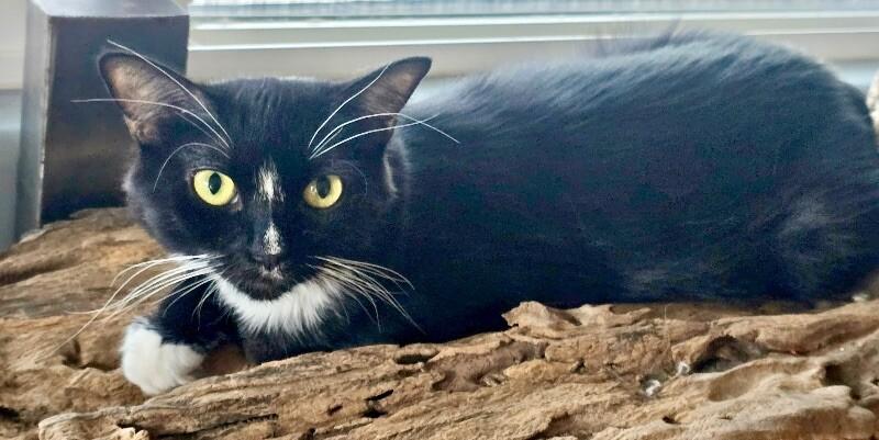 Enlarge Jazz, a Adoptable mixed breed in Anthem, AZ image 3/6