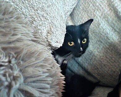 Enlarge Jazz, a Adoptable mixed breed in Anthem, AZ image 4/6