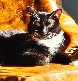 Enlarge Jazz, a Adoptable mixed breed in Anthem, AZ image 5/6