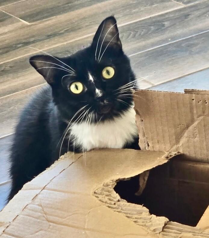 Enlarge Jazz, a Adoptable mixed breed in Anthem, AZ image 6/6