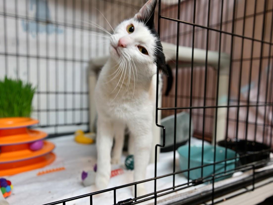 Ceora, an adopted Domestic Short Hair in East Amherst, NY image 4/6