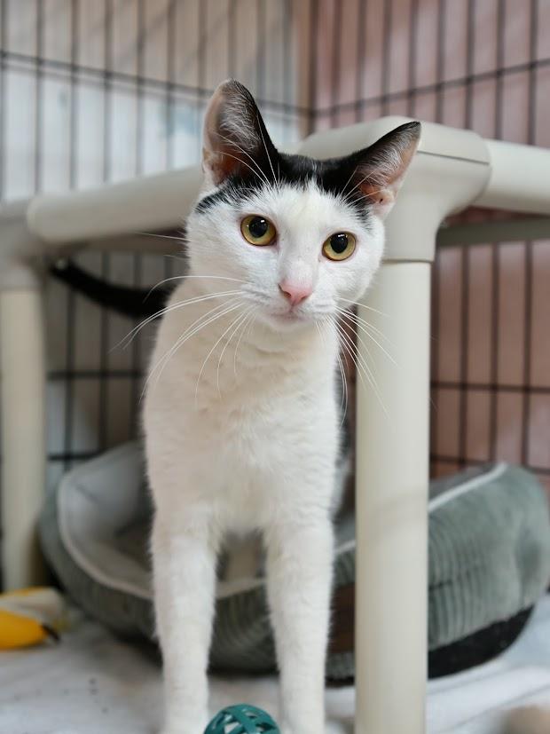 Ceora, an adopted Domestic Short Hair in East Amherst, NY image 2/6
