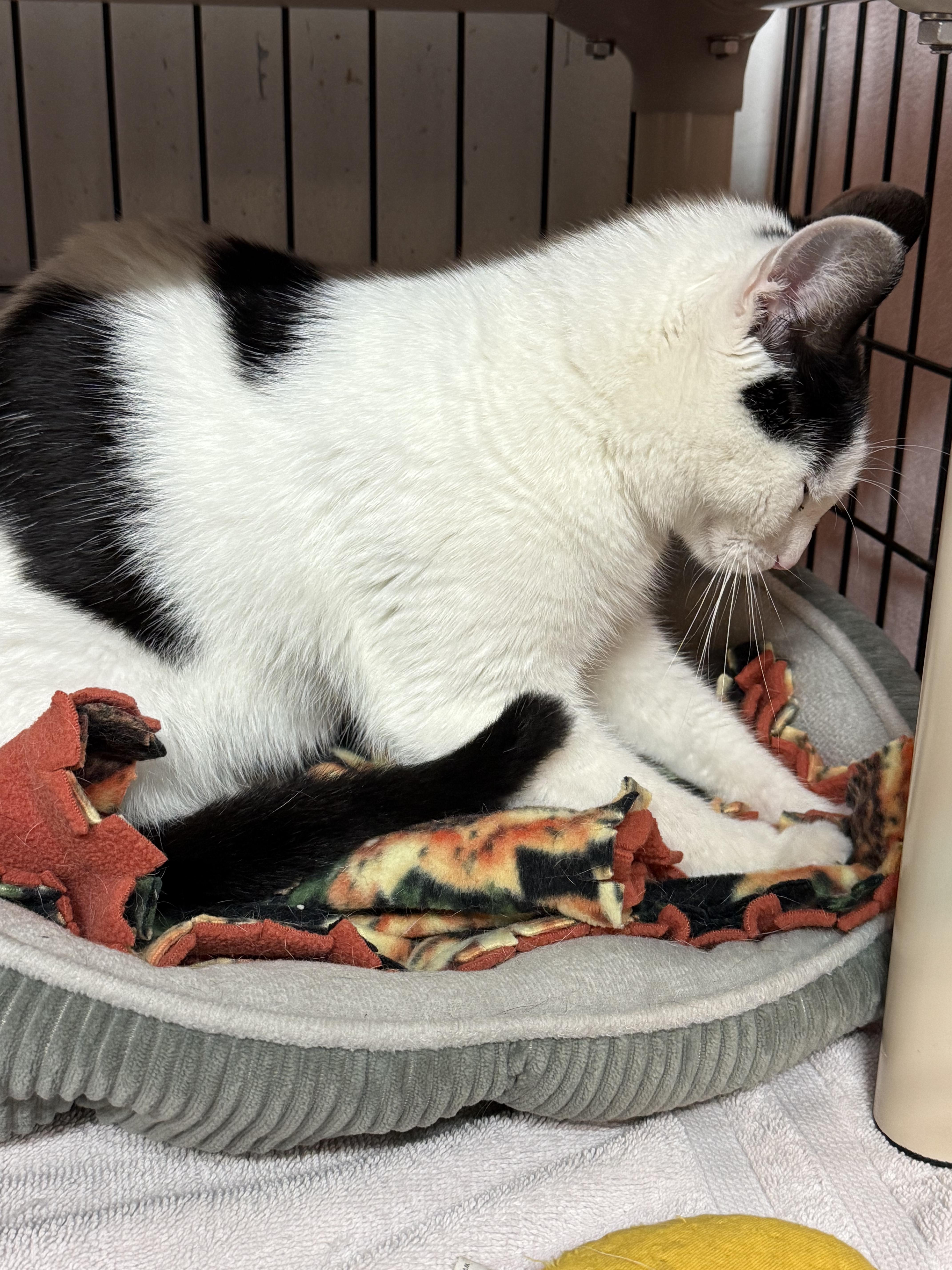 Ceora, an adopted Domestic Short Hair in East Amherst, NY image 5/6