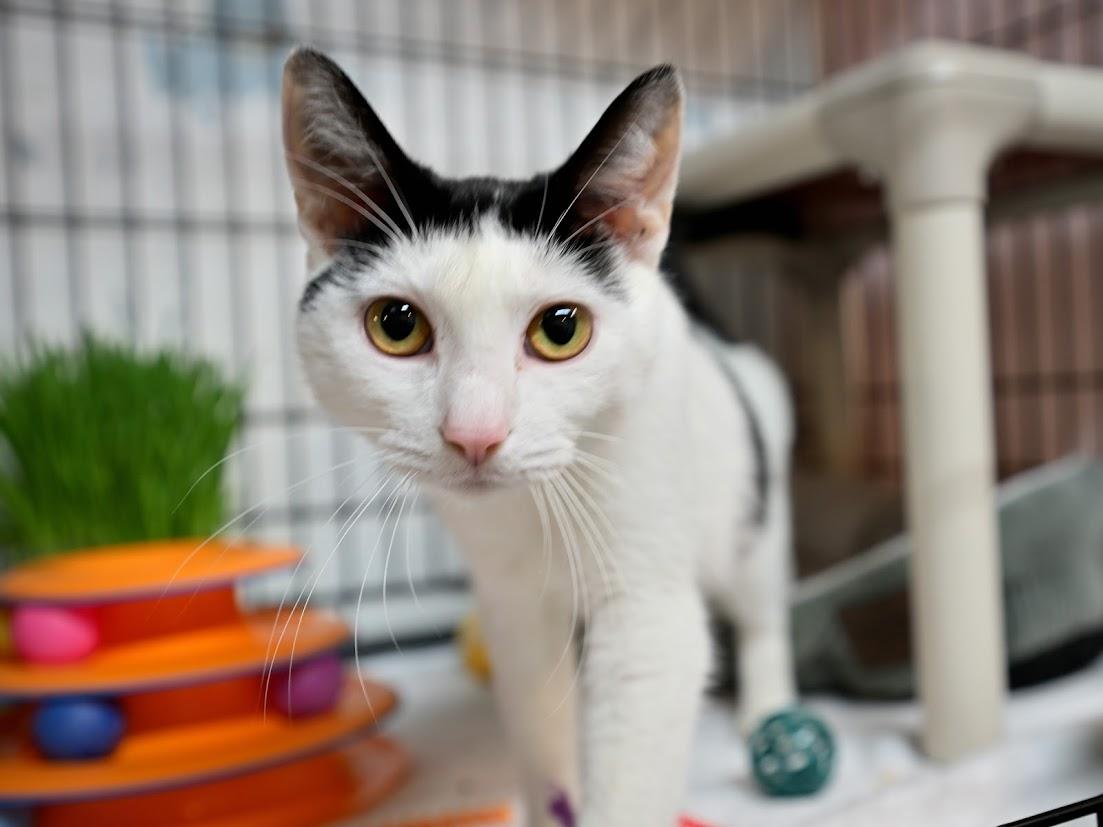 Ceora, an adopted Domestic Short Hair in East Amherst, NY image 1/6