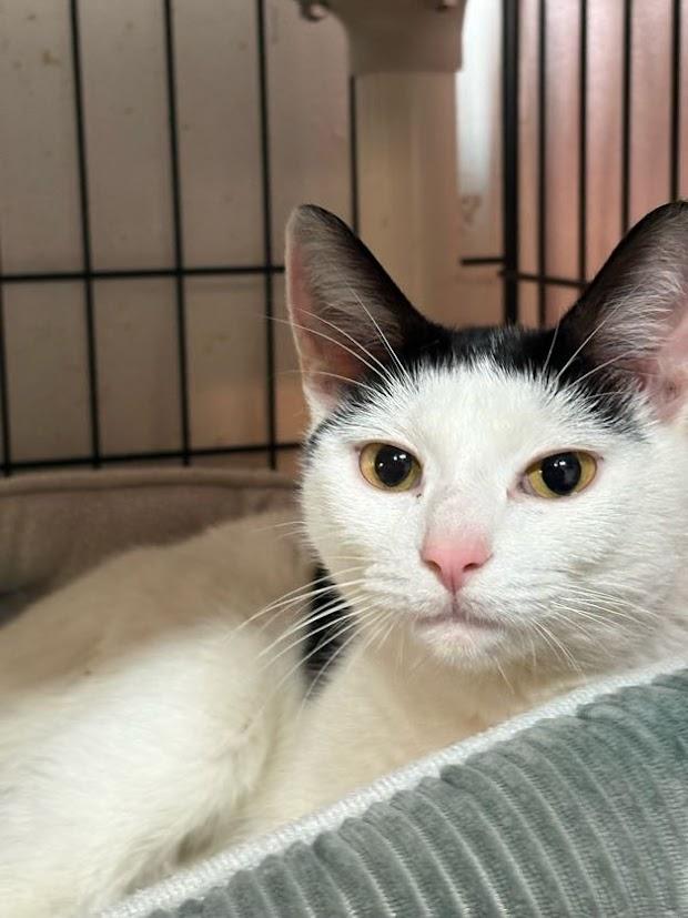Ceora, an adopted Domestic Short Hair in East Amherst, NY image 3/6