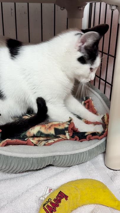 Enlarge Ceora, an adopted Domestic Short Hair in East Amherst, NY video 6/6