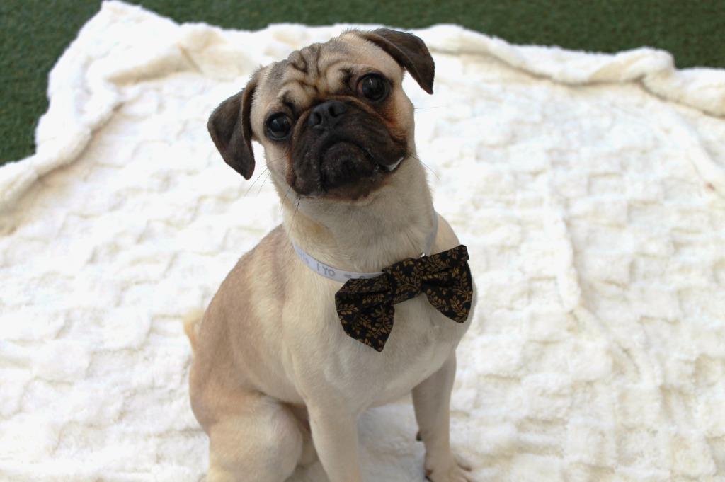 Enlarge Curio, a Adoptable Pug in Gardena, CA image 2/6