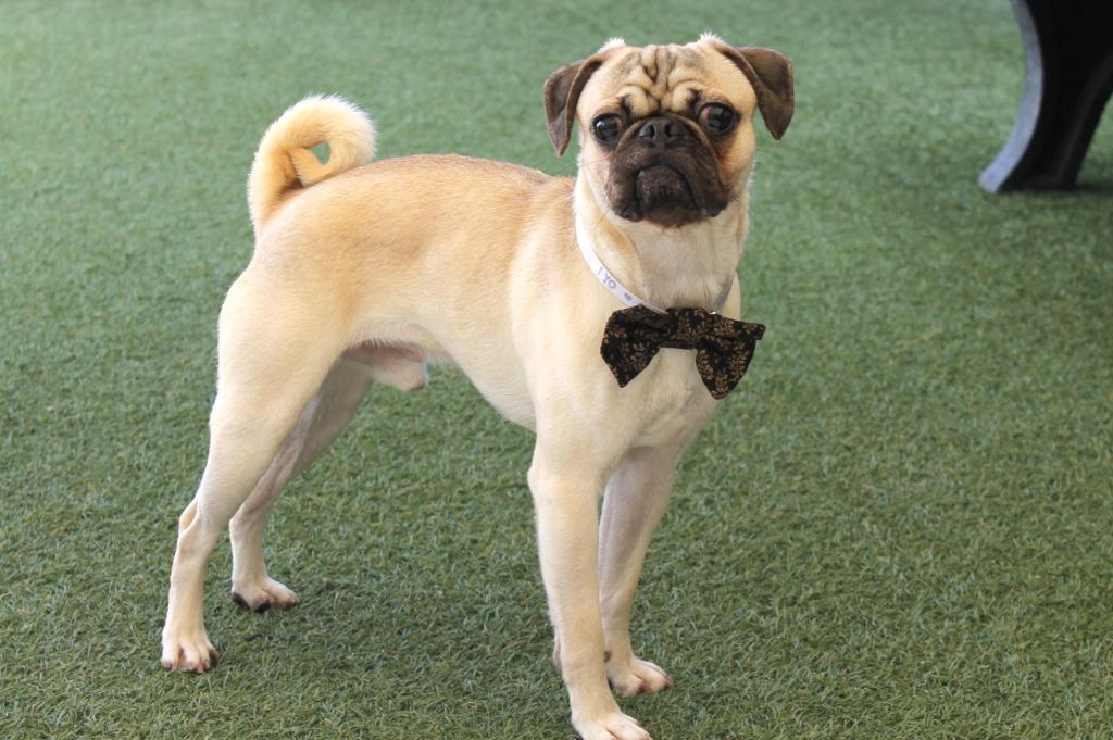 Enlarge Curio, a Adoptable Pug in Gardena, CA image 3/6