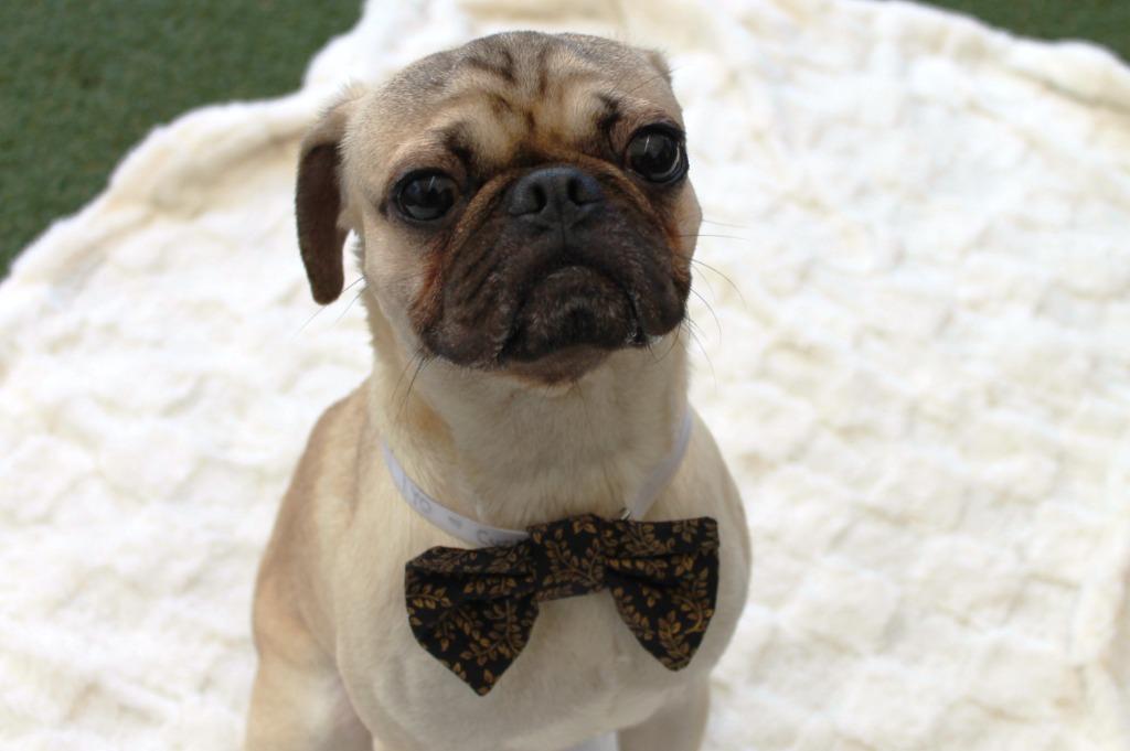 Enlarge Curio, a Adoptable Pug in Gardena, CA image 4/6