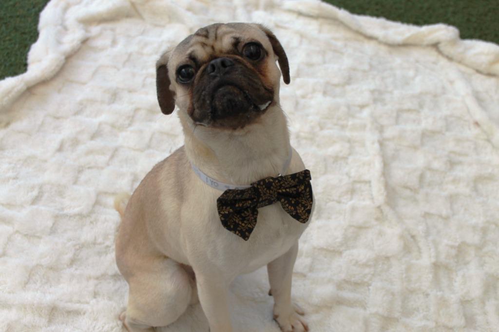 Enlarge Curio, a Adoptable Pug in Gardena, CA image 5/6