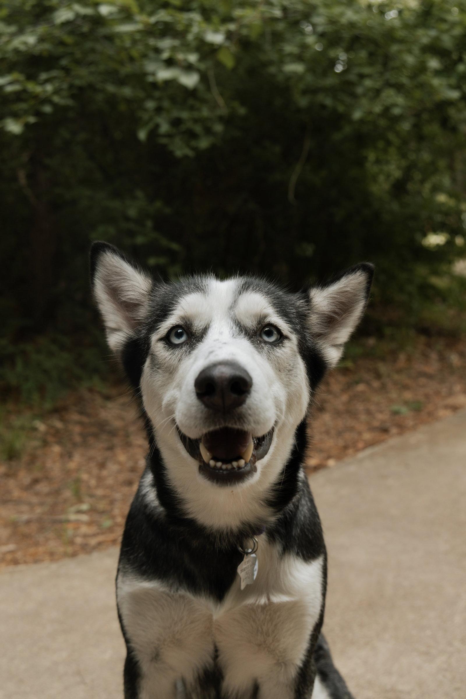 Heidi *Foster Needed*, Adoptable, Adult Female Siberian Husky.