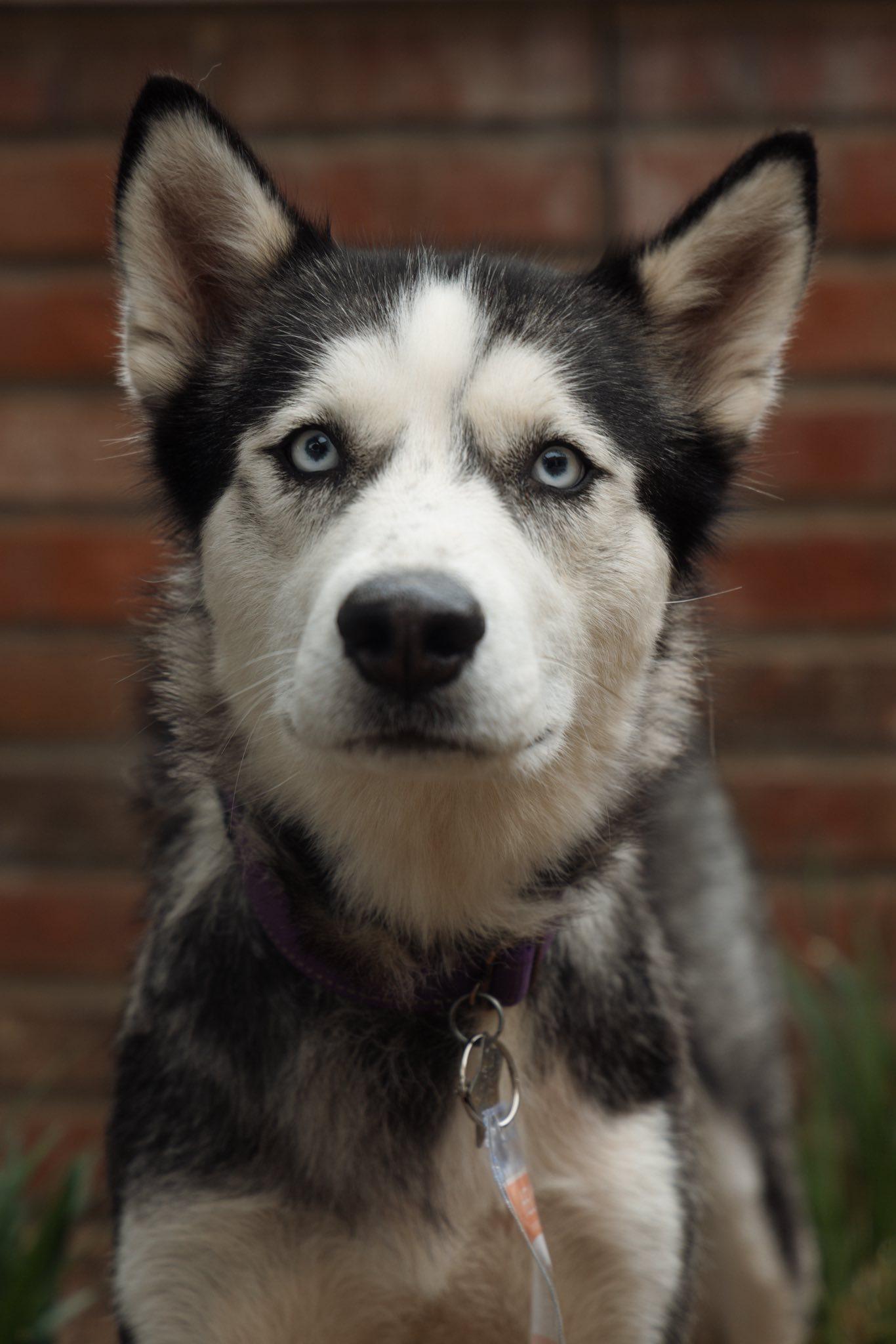 Enlarge Heidi, a Adoptable Siberian Husky in Carrollton, TX image 1/3