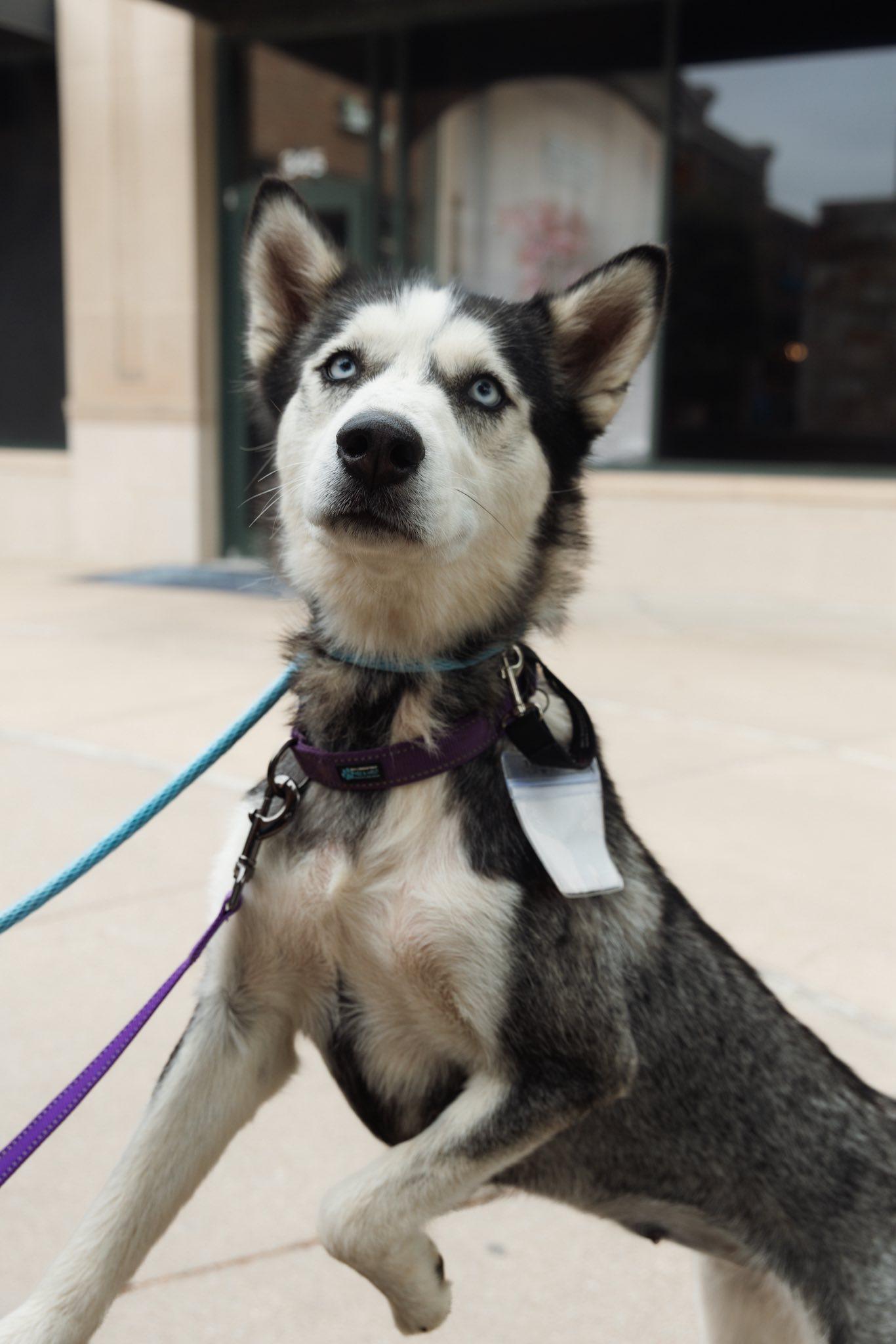 Enlarge Heidi, a Adoptable Siberian Husky in Carrollton, TX image 2/3