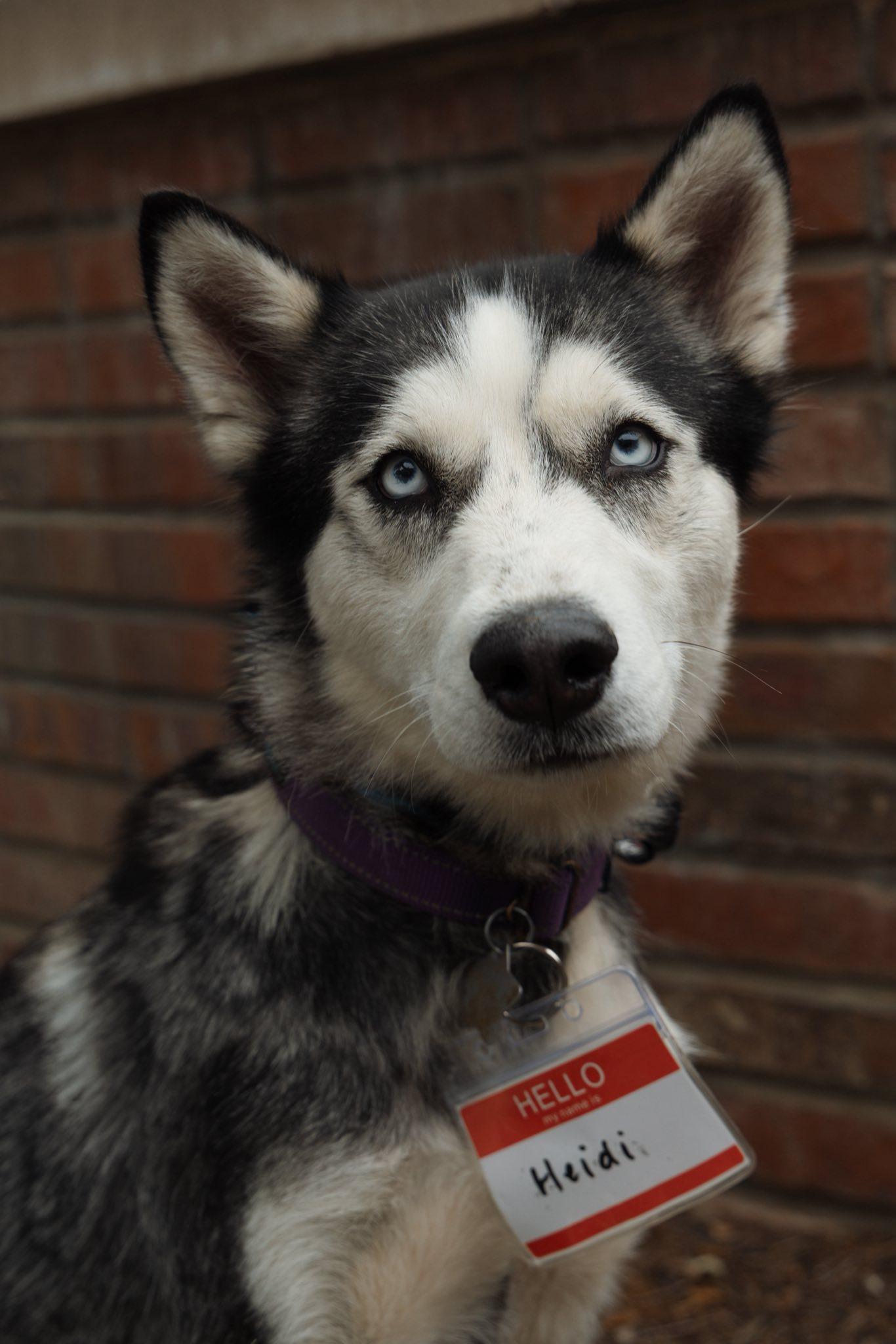 Enlarge Heidi, a Adoptable Siberian Husky in Carrollton, TX image 3/3