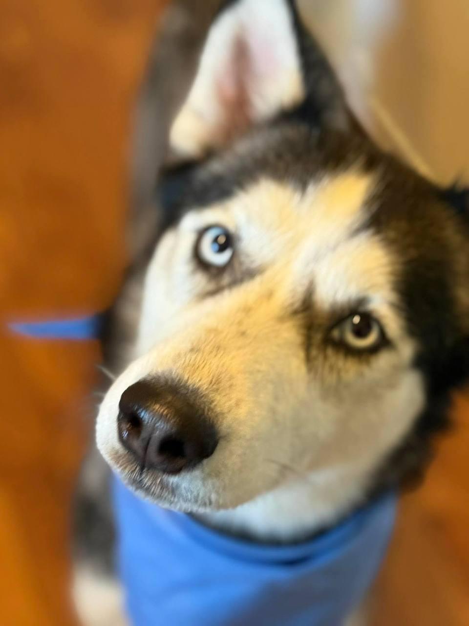 Heidi, Adoptable, Adult Female Siberian Husky.