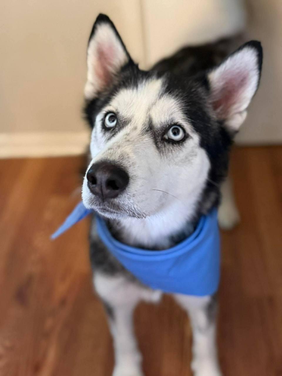 Enlarge Heidi, a Adoptable Siberian Husky in Carrollton, TX image 2/2