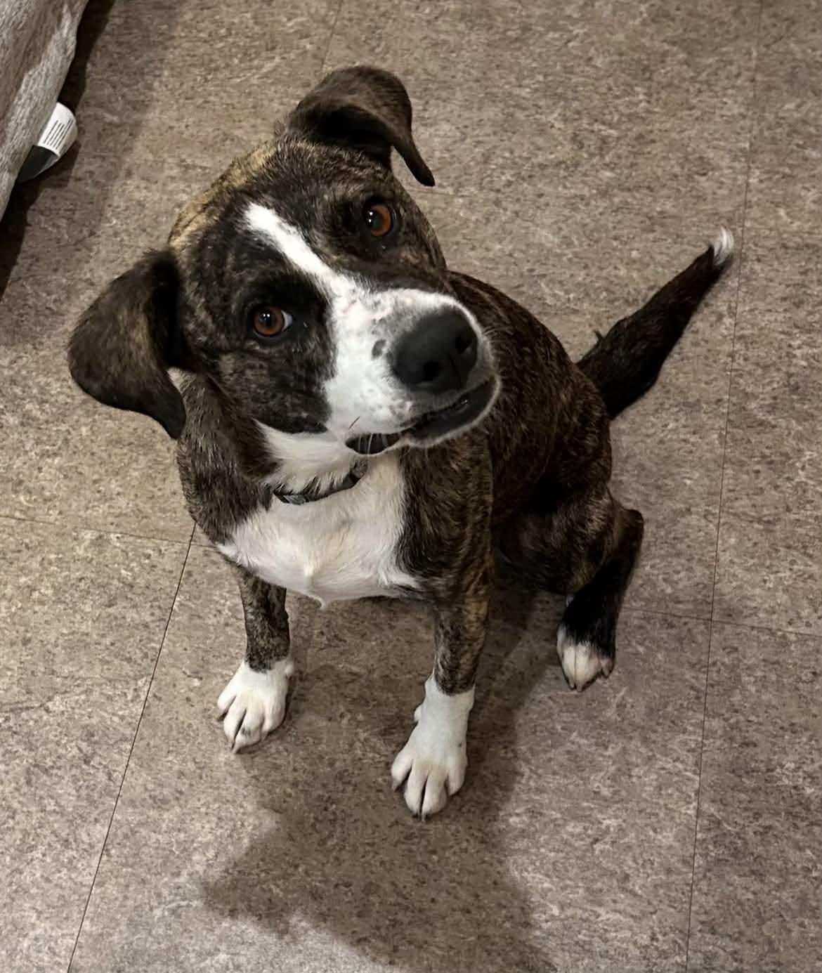 Enlarge Shadow * Help! I need a foster home!*, a Adoptable mixed breed in Crystal, MN image 1/3