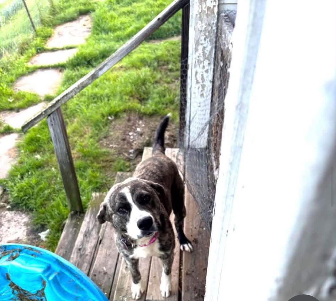 Enlarge Shadow * Help! I need a foster home!*, a Adoptable mixed breed in Crystal, MN image 2/3