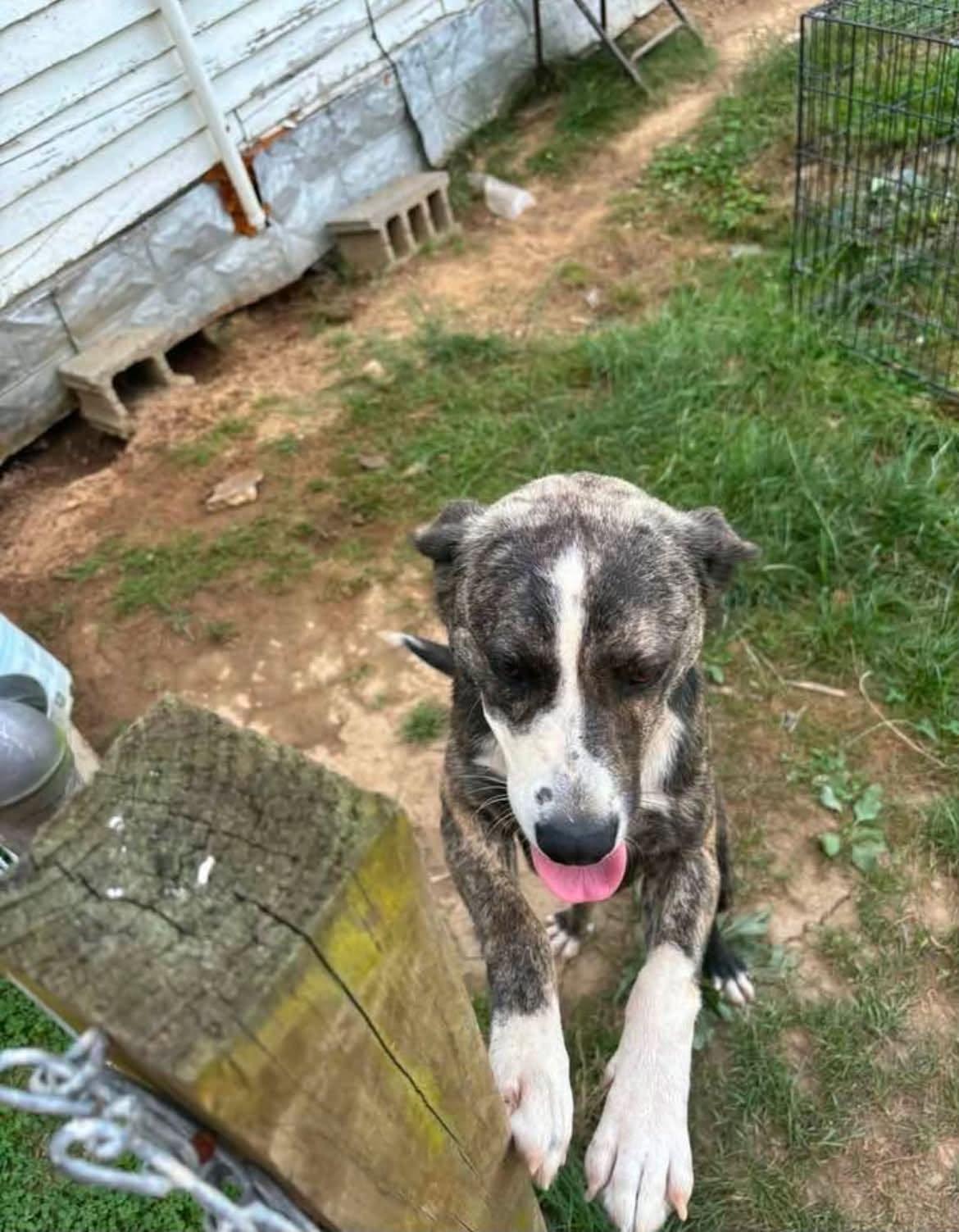Enlarge Shadow * Help! I need a foster home!*, a Adoptable mixed breed in Crystal, MN image 3/3