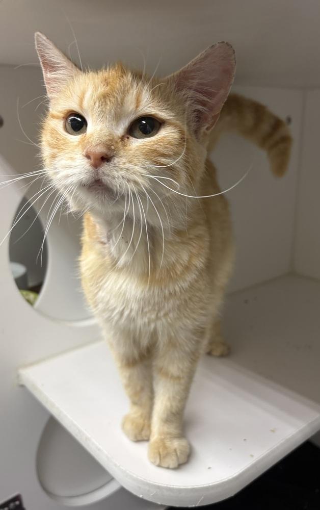 Gigi, Adoptable, Adult Female Domestic Short Hair.