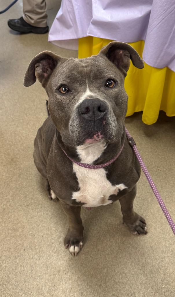 Enlarge Hot Fudge Sundae, a Adoptable mixed breed in Springfield, OH image 1/1