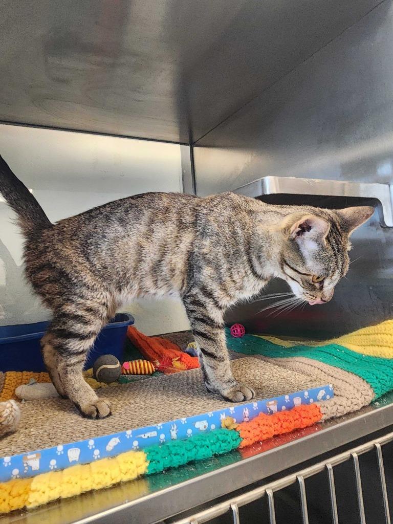Slinky, Adoptable, Young Female American Shorthair.