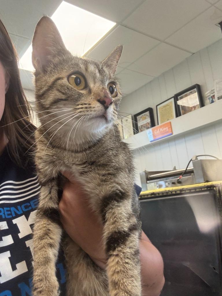 Enlarge Slinky, a Adoptable American Shorthair in New Kensington, PA image 2/6