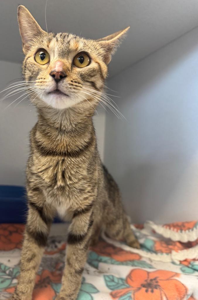 Enlarge Slinky, a Adoptable American Shorthair in New Kensington, PA image 3/6