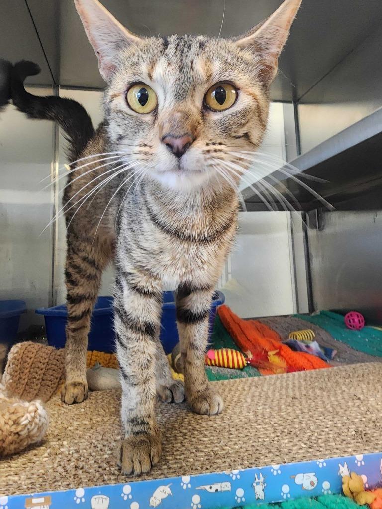 Enlarge Slinky, a Adoptable American Shorthair in New Kensington, PA image 4/6