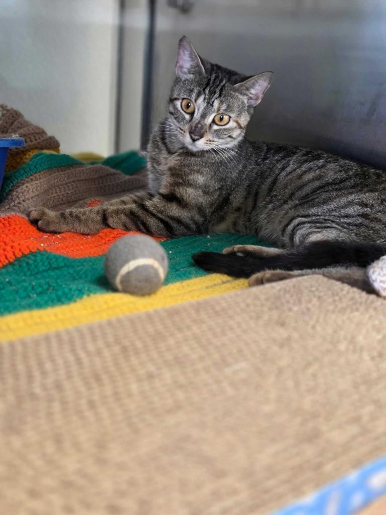 Enlarge Slinky, a Adoptable American Shorthair in New Kensington, PA image 5/6