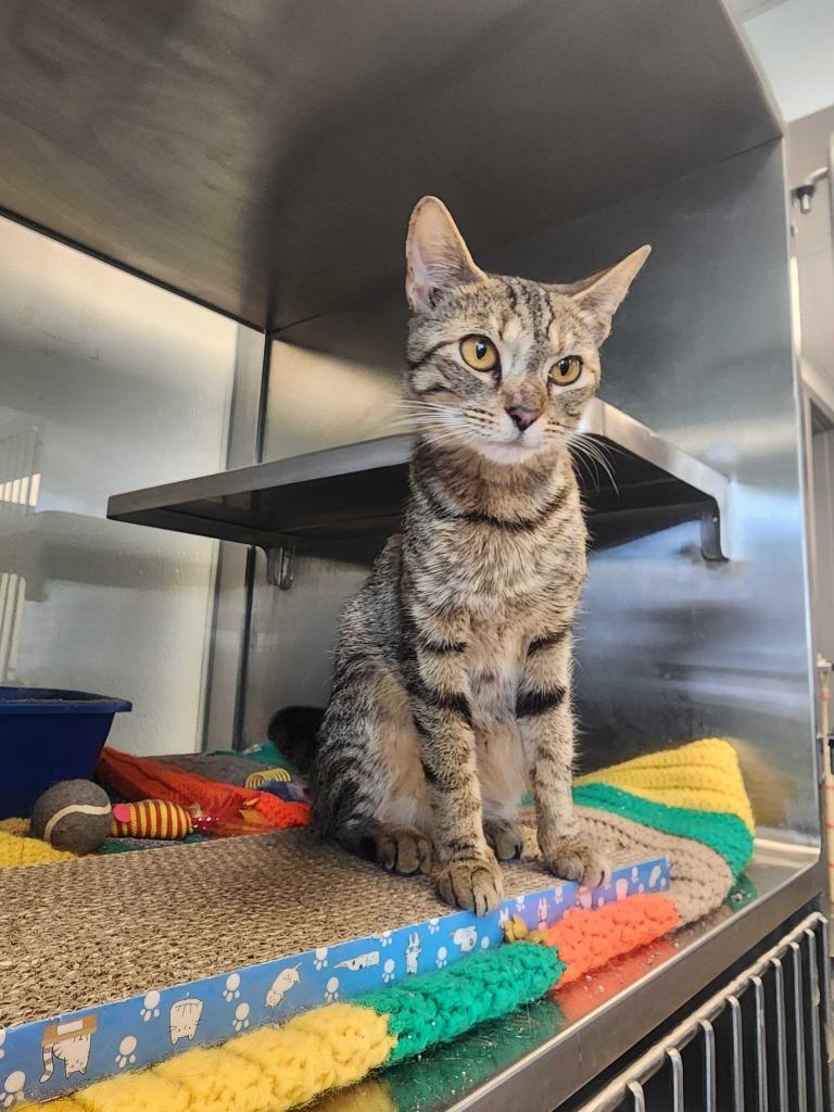 Enlarge Slinky, a Adoptable American Shorthair in New Kensington, PA image 6/6