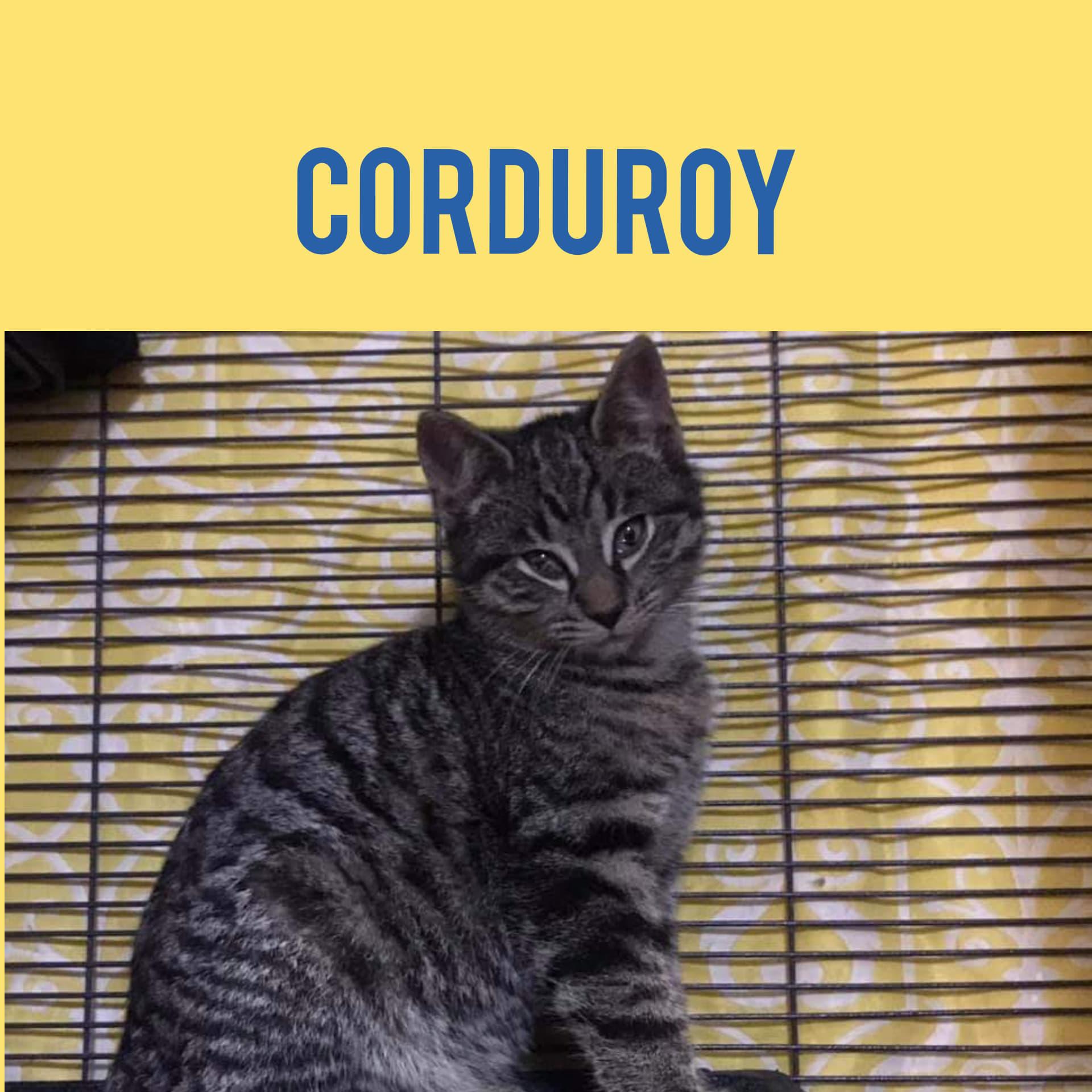 Enlarge Corduroy, a Adopted Domestic Short Hair in Guelph, ON image 2/2