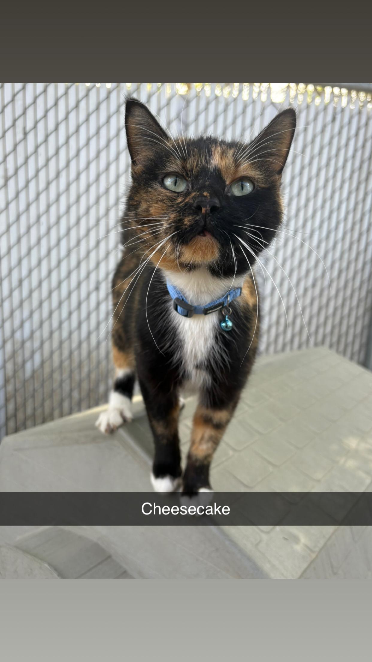Cheesecake, Adoptable, Adult Female Torbie.