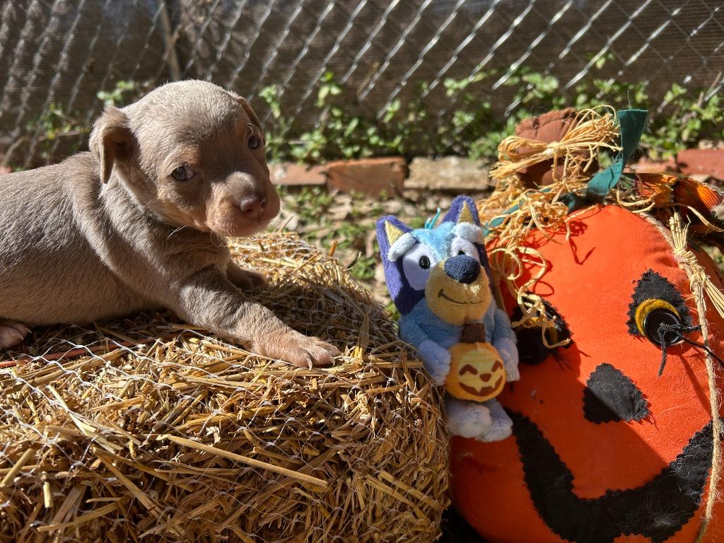 Bluey (Perdita), Adoptable, Puppy Female Chihuahua & Terrier.
