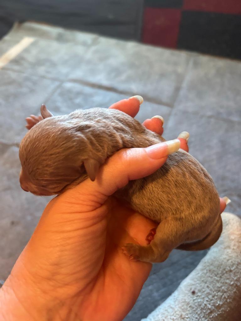 Enlarge Bluey (Perdita), a Adoptable mixed breed in College Station, TX image 2/6