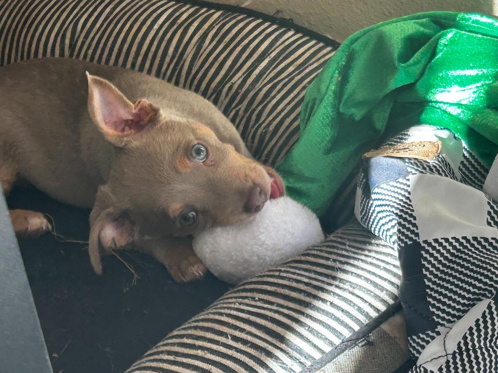 Bluey (Perdita), Adoptable, Puppy Female Chihuahua & Terrier.