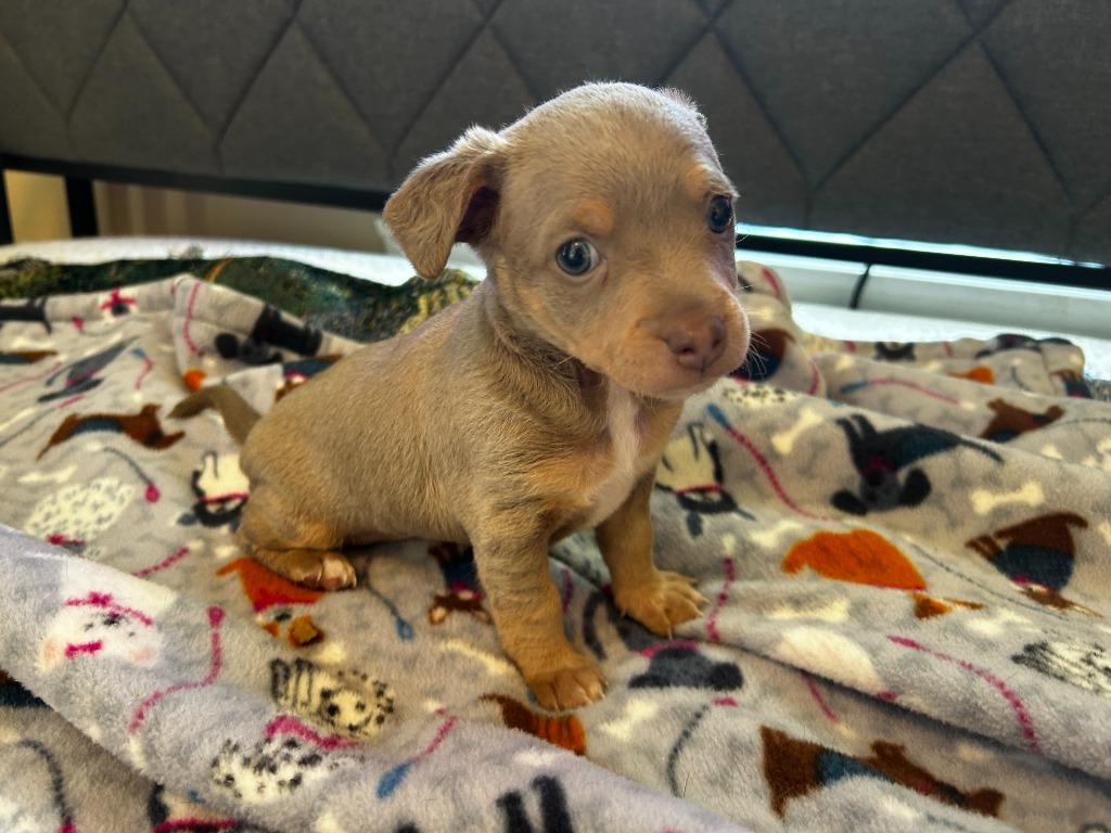 Enlarge Bluey (Perdita), a Adoptable mixed breed in College Station, TX image 4/6