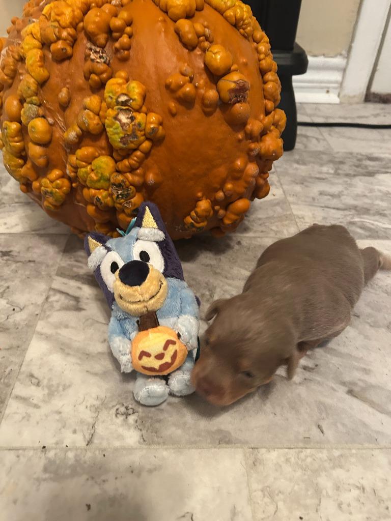 Enlarge Bluey (Perdita), a Adoptable mixed breed in College Station, TX image 5/6