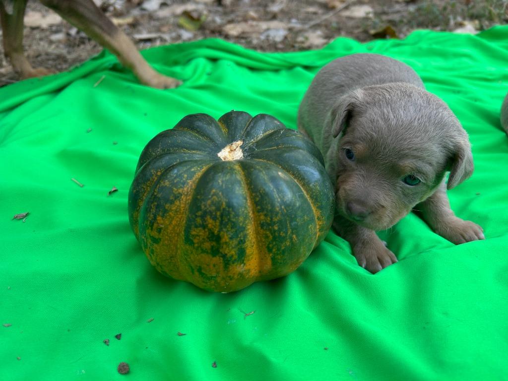 Enlarge Bluey (Perdita), a Adoptable mixed breed in College Station, TX image 6/6